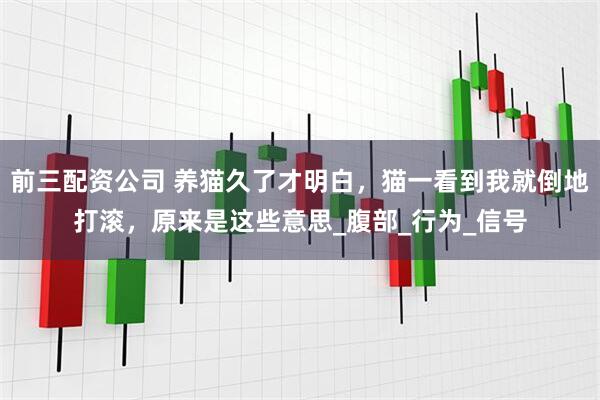 前三配资公司 养猫久了才明白，猫一看到我就倒地打滚，原来是这些意思_腹部_行为_信号